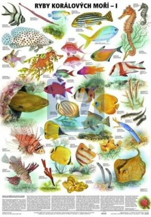 Ryby korálových moří - I