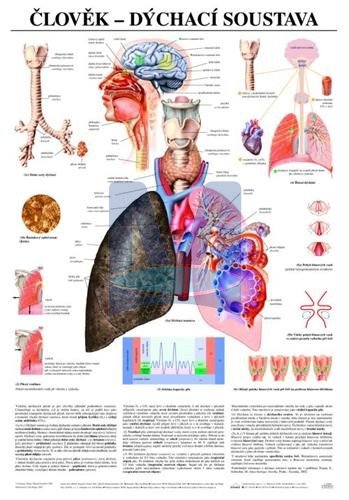 Člověk - dýchací soustava