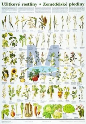 Užitkové rostliny - zemědělské