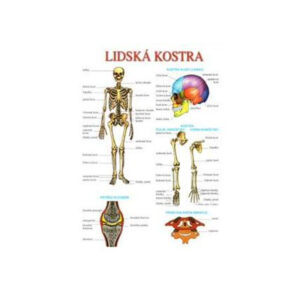 Lidská kostra / pohybová soustava - TABULKA